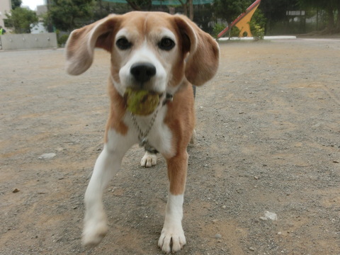 a0319693_714285.jpg