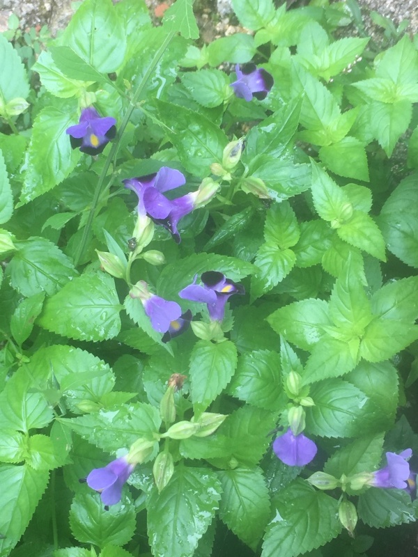 b0220002_20161373.jpeg