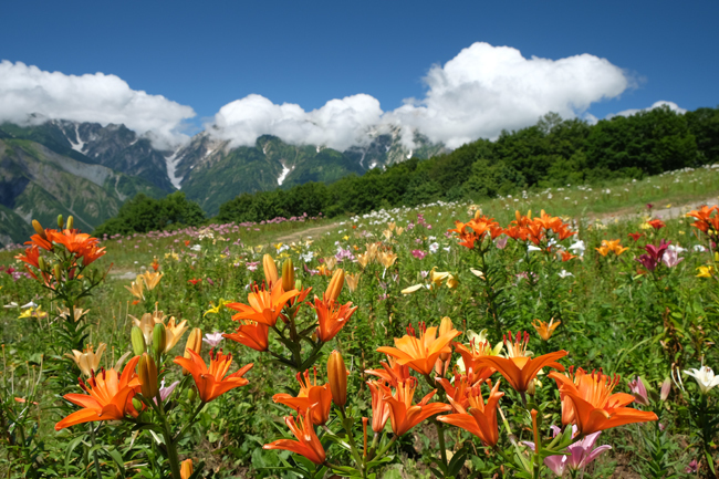 白馬岩岳　天空のゆりの花畑へ♪_f0179404_21504927.jpg