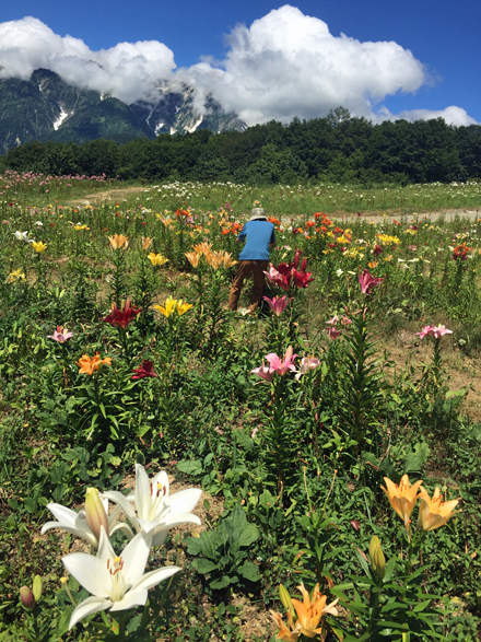 白馬岩岳　天空のゆりの花畑へ♪_f0179404_21550708.jpg