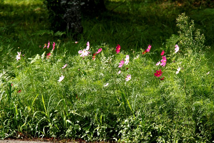 d0140806_6203356.jpg