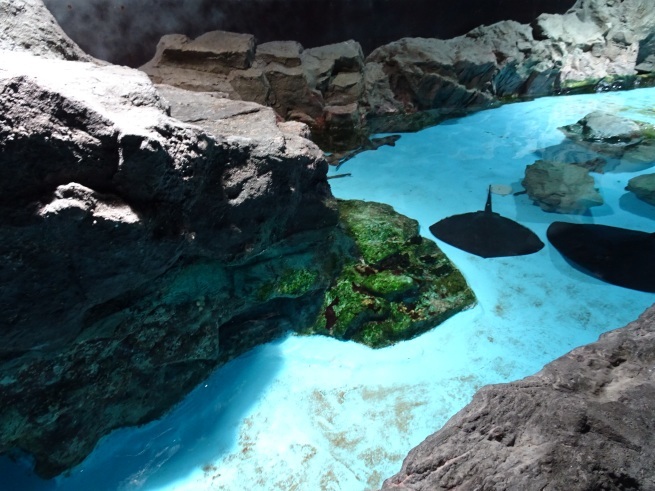 登別マリンパークニクス！  水族館！から！_d0200811_21323998.jpeg