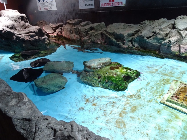 登別マリンパークニクス！  水族館！から！_d0200811_21333334.jpeg