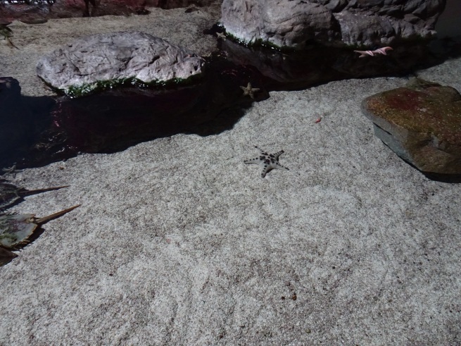 登別マリンパークニクス！  水族館！から！_d0200811_21355022.jpeg