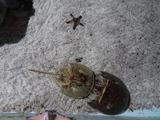 登別マリンパークニクス！  水族館！から！_d0200811_21372334.jpeg