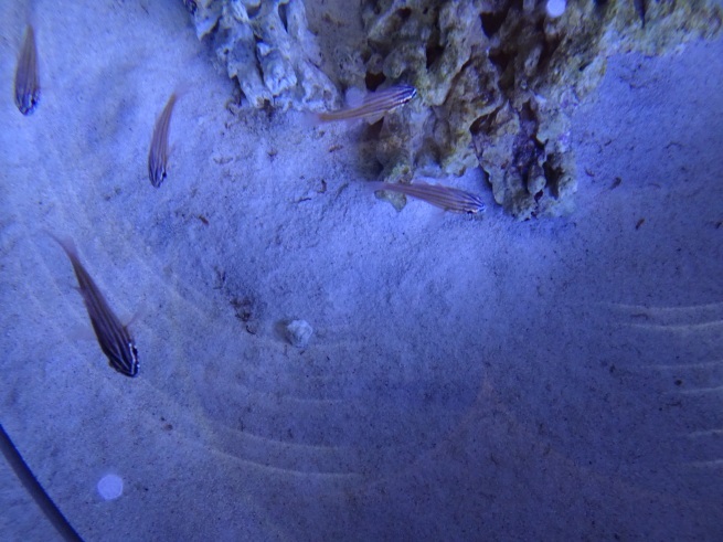 登別マリンパークニクス！  水族館！から！_d0200811_22012738.jpeg