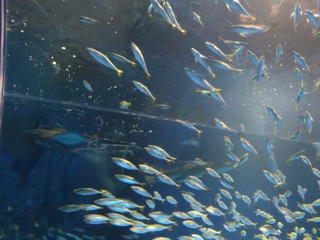 登別マリンパークニクス！  水族館！から！_d0200811_22110879.jpeg