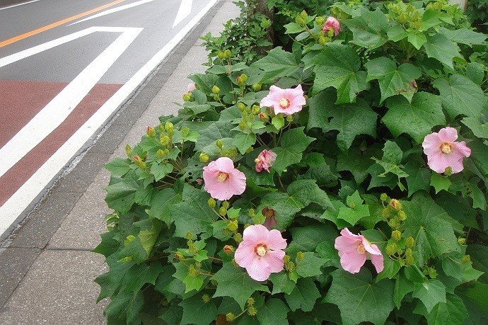 北アルプス・唐松岳→五竜岳 縦走記 2018　その7_c0196928_07194708.jpg