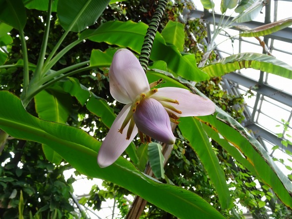 京都府立植物園の温室の花とアサガオ_b0299042_09445618.jpg