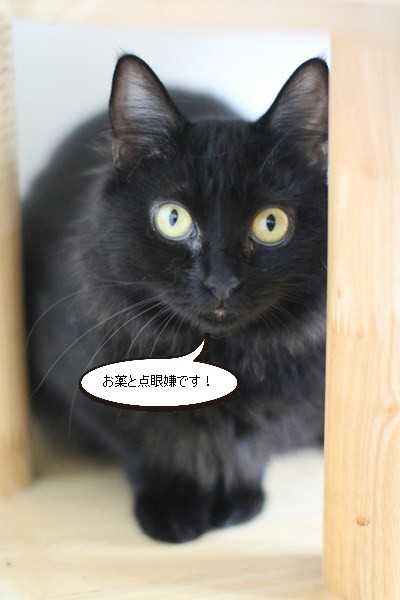 なんとなく性格わかって来たかな・・・_e0151545_20434467.jpg