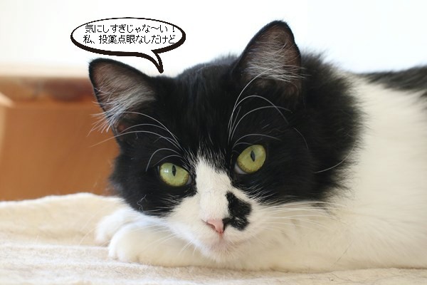 なんとなく性格わかって来たかな・・・_e0151545_20440113.jpg