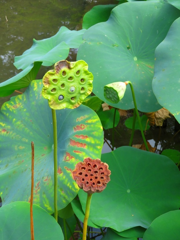 植物園のハス坊主?等水辺の花20180820_e0237645_18263106.jpg