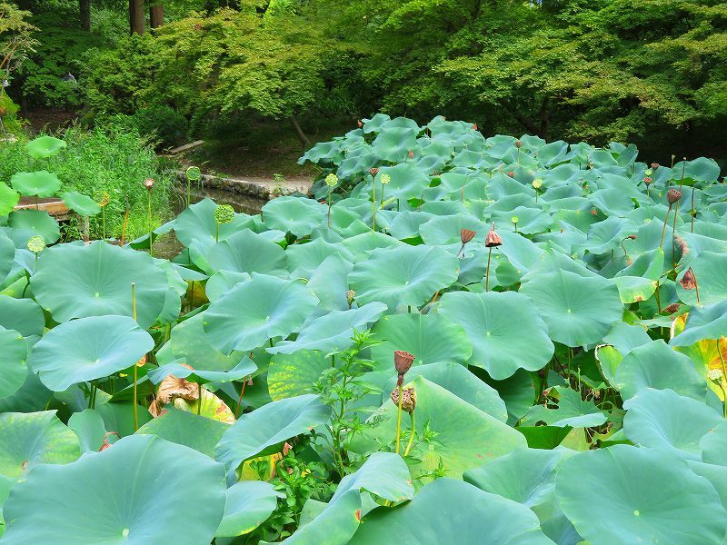 植物園のハス坊主?等水辺の花20180820_e0237645_18263119.jpg