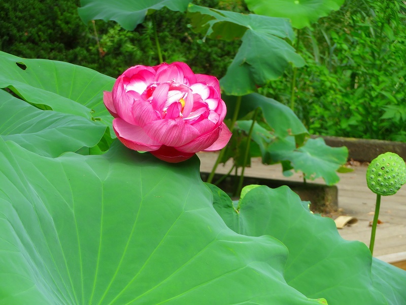 植物園のハス坊主?等水辺の花20180820_e0237645_18263155.jpg