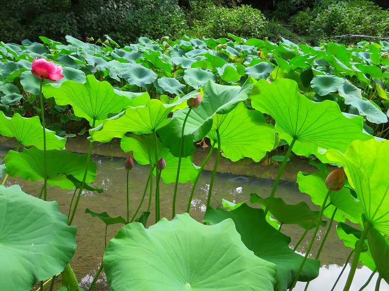 植物園のハス坊主?等水辺の花20180820_e0237645_18273934.jpg