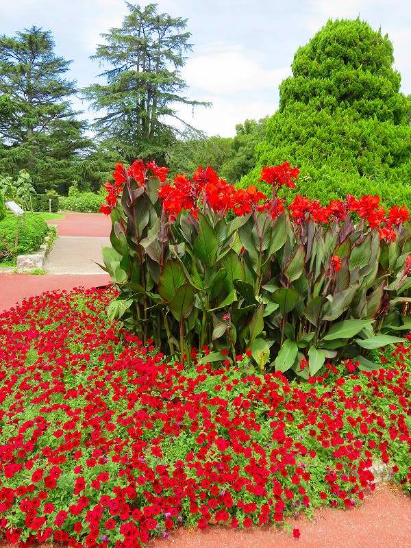 植物園の噴水庭園の花々20180820_e0237645_18482525.jpg