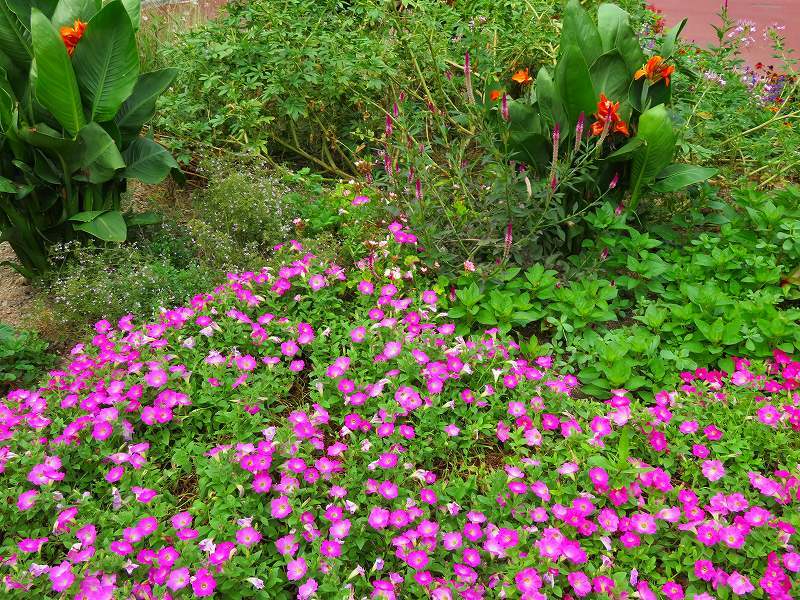 植物園の噴水庭園の花々20180820_e0237645_18482665.jpg