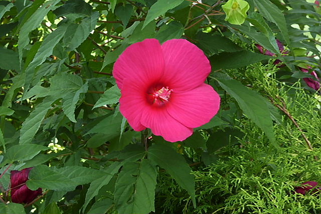 亜米利加芙蓉、サルビアコクシネア、匂い蕃茉莉、トウワタ（唐綿）、宿根朝顔_a0030958_22353594.jpg