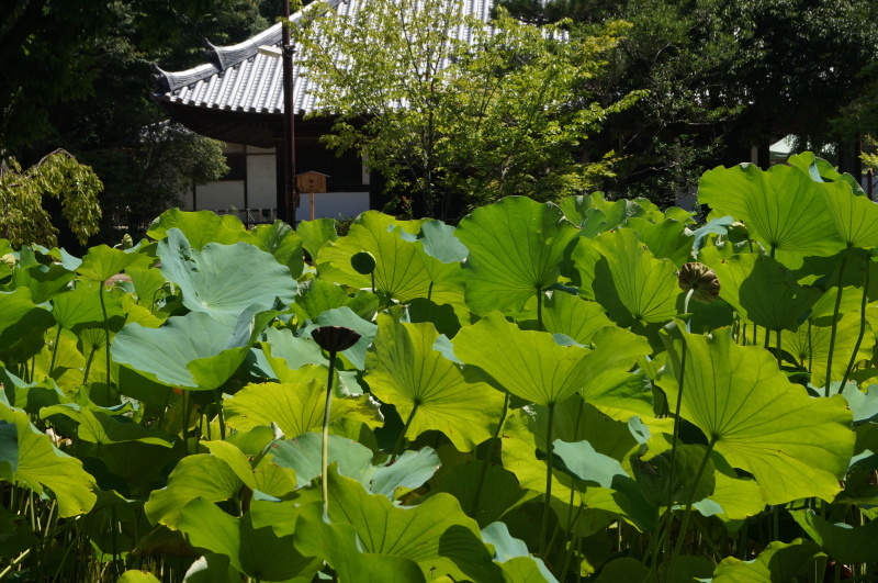日野のお薬師さん・法界寺の蓮_b0063958_14505223.jpg