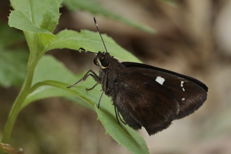 クロセセリ_d0367460_16003129.jpg