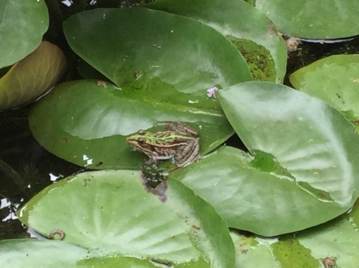 a0053063_18381649.jpeg