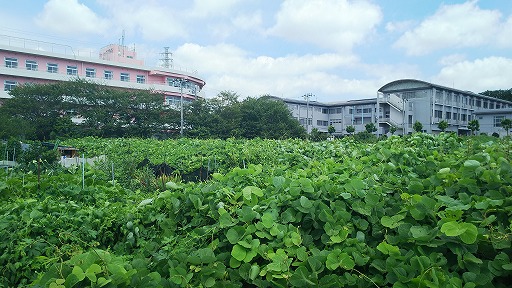 e0020682_1910511.jpg