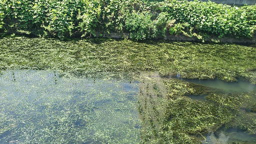e0020682_205367.jpg