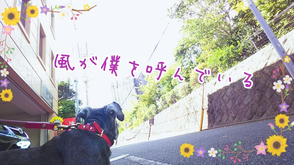 向かい風にも負けず😆👍_f0357682_12192615.jpg