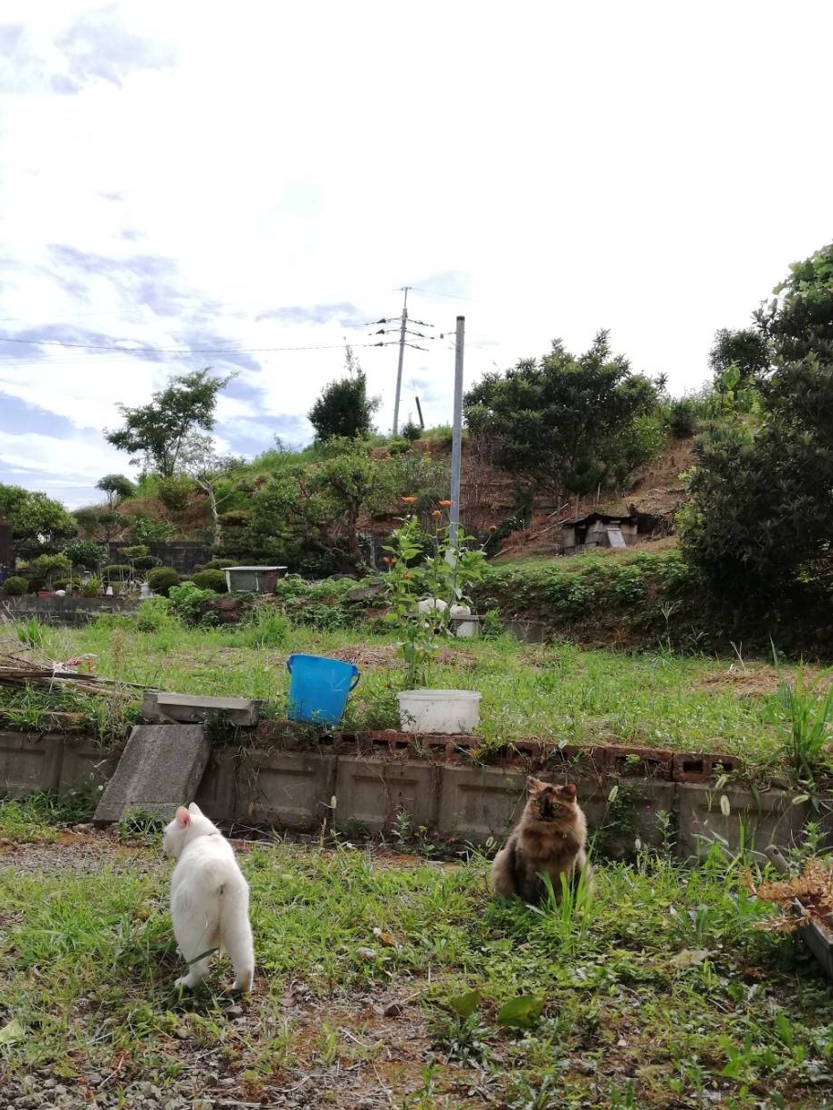 d0195183_21585794.jpeg