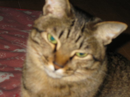 c0340786_12471221.jpeg