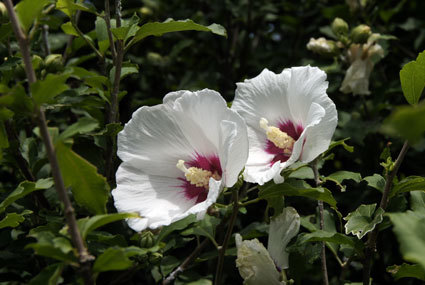 まだまだ元気なムクゲの花_b0145296_16193069.jpg