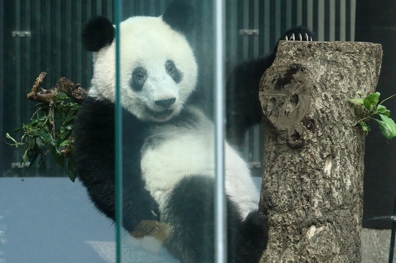 久々の屋外で、ハイテンションになったシャンシャン(写真10枚)_b0291402_20222103.jpg