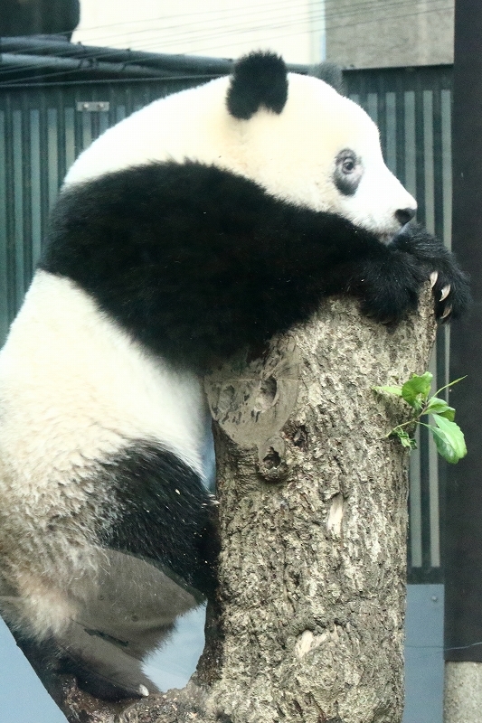 久々の屋外で、ハイテンションになったシャンシャン(写真10枚)_b0291402_20223701.jpg