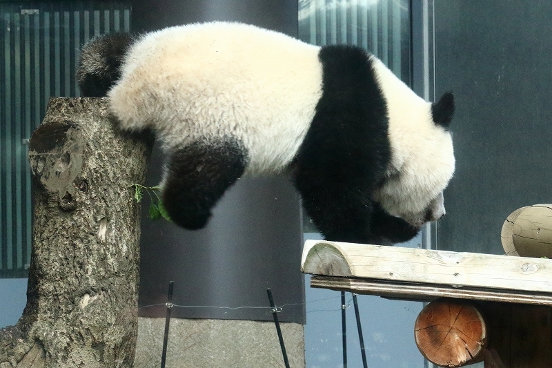 久々の屋外で、ハイテンションになったシャンシャン(写真10枚)_b0291402_20232600.jpg