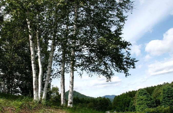 d0140806_9465487.jpg