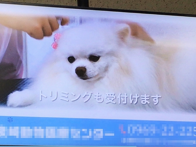 密かにデビューしていた件_d0360206_01131704.jpg