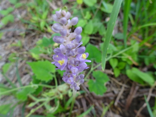 ヤブランの【花の特徴】…2018/8/23_f0231709_10375907.jpg