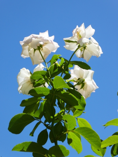 真夏の薔薇・逆光編・弐_c0062511_21163050.jpg