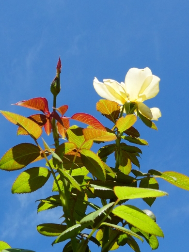 真夏の薔薇・逆光編・弐_c0062511_21170466.jpg