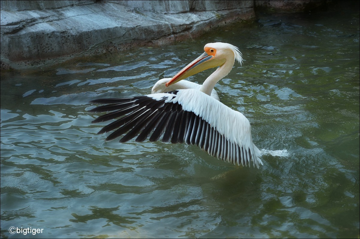 水上ダンス 動物たち 光と影