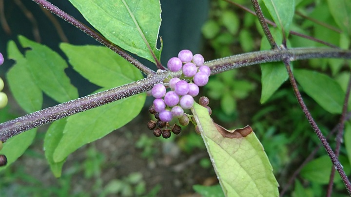 f0228619_9523645.jpg