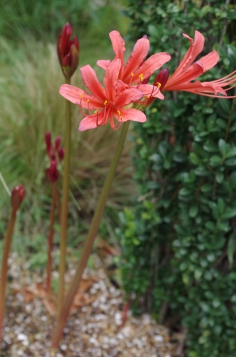 夏の終わりを感じる我が家の植物 Fantail Diary