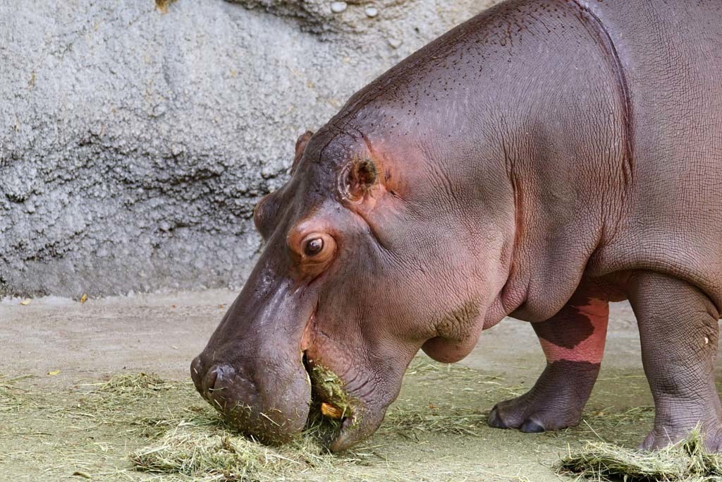 天王寺動物園(6)@2018-08-19_d0250840_16300331.jpg