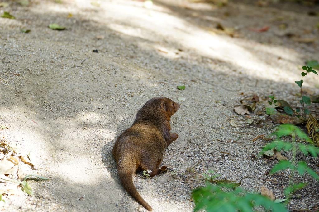 天王寺動物園(6)@2018-08-19_d0250840_16532421.jpg