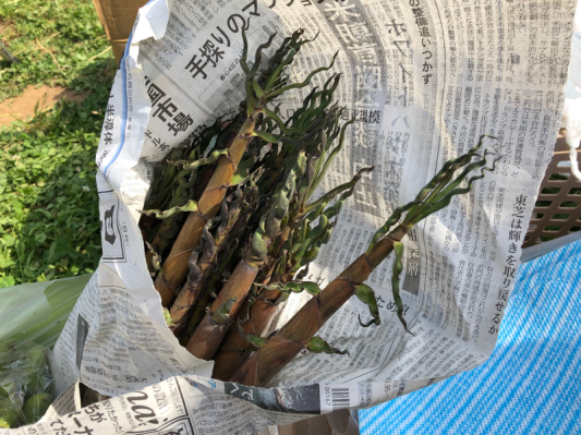 僕は豚だ！ その13。_b0136045_20525914.jpg