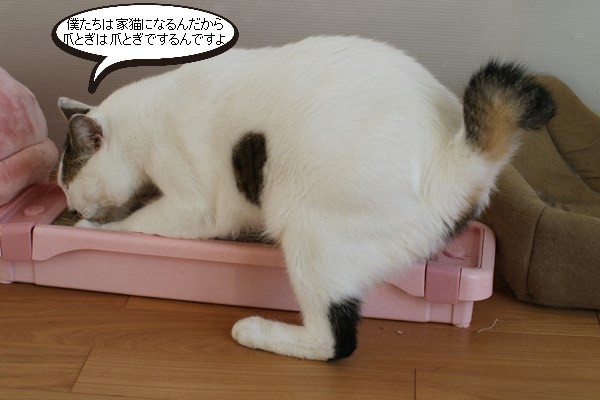 保護猫さんの先生_e0151545_20200731.jpg