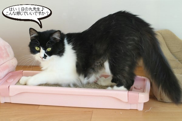保護猫さんの先生_e0151545_20201455.jpg
