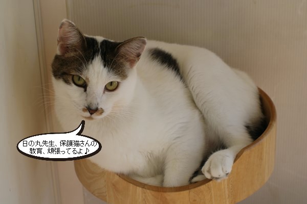 保護猫さんの先生_e0151545_20202804.jpg