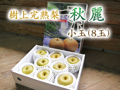 熊本のブランド梨『秋麗(しゅうれい)』今まさに最旬の美味さ!朝採り即日発送で大好評販売中!!_a0254656_18061094.jpg