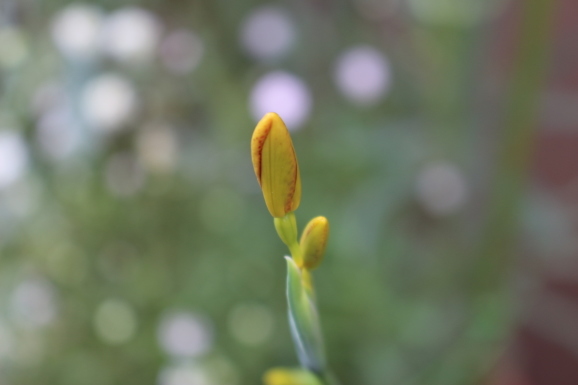 檜扇 ヒオウギ ひげ爺の花便り 檜扇 ヒオウギ ひげ爺の花便り
